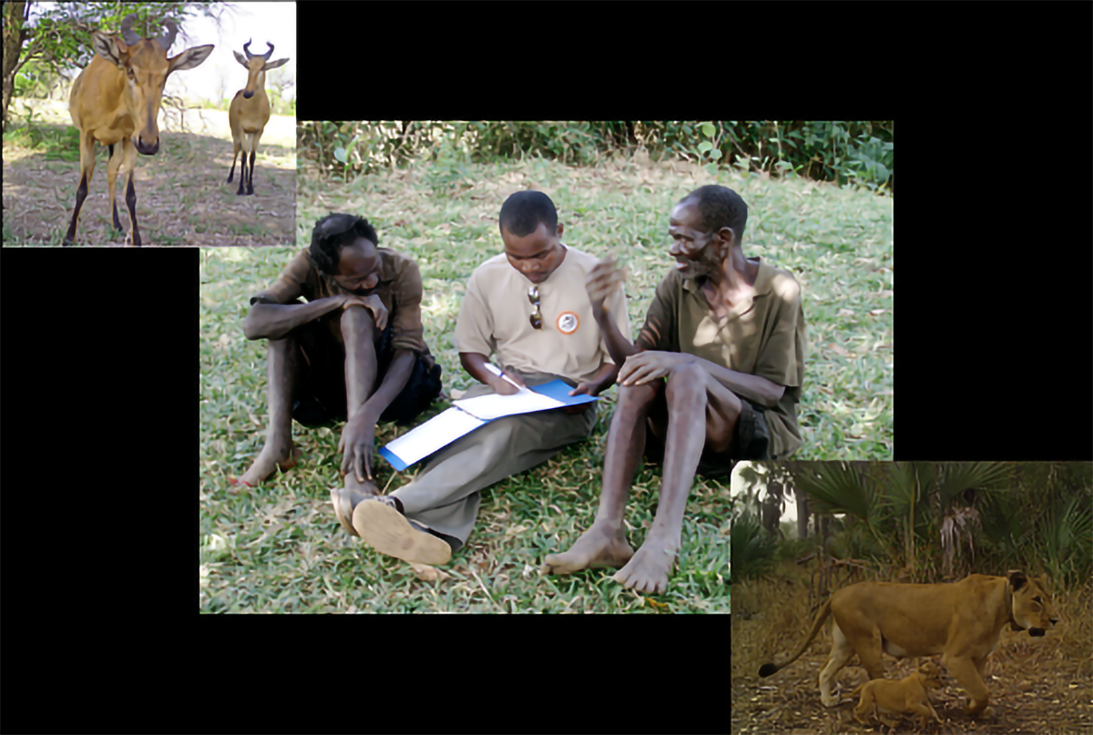 Image collage of cattle, three people, and a lioness with a young cub