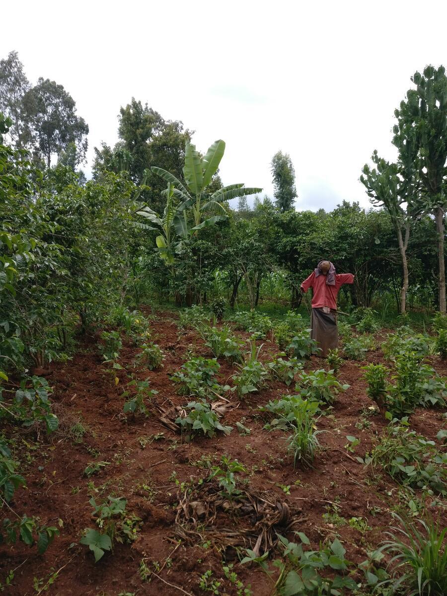 A coffee farm in Ethiopia.