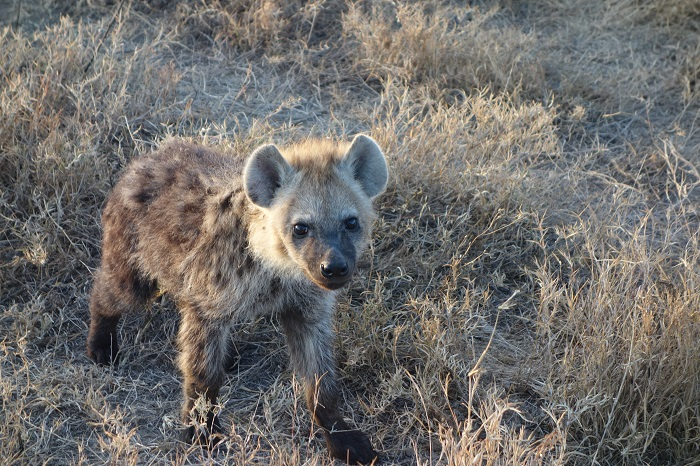 Photo of a young hyena.
