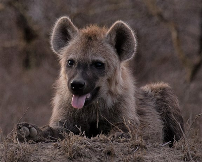 Photo of a young hyena