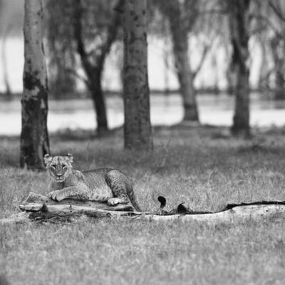 Lion on Soysambu