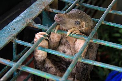 Photo of a caged pangolin.